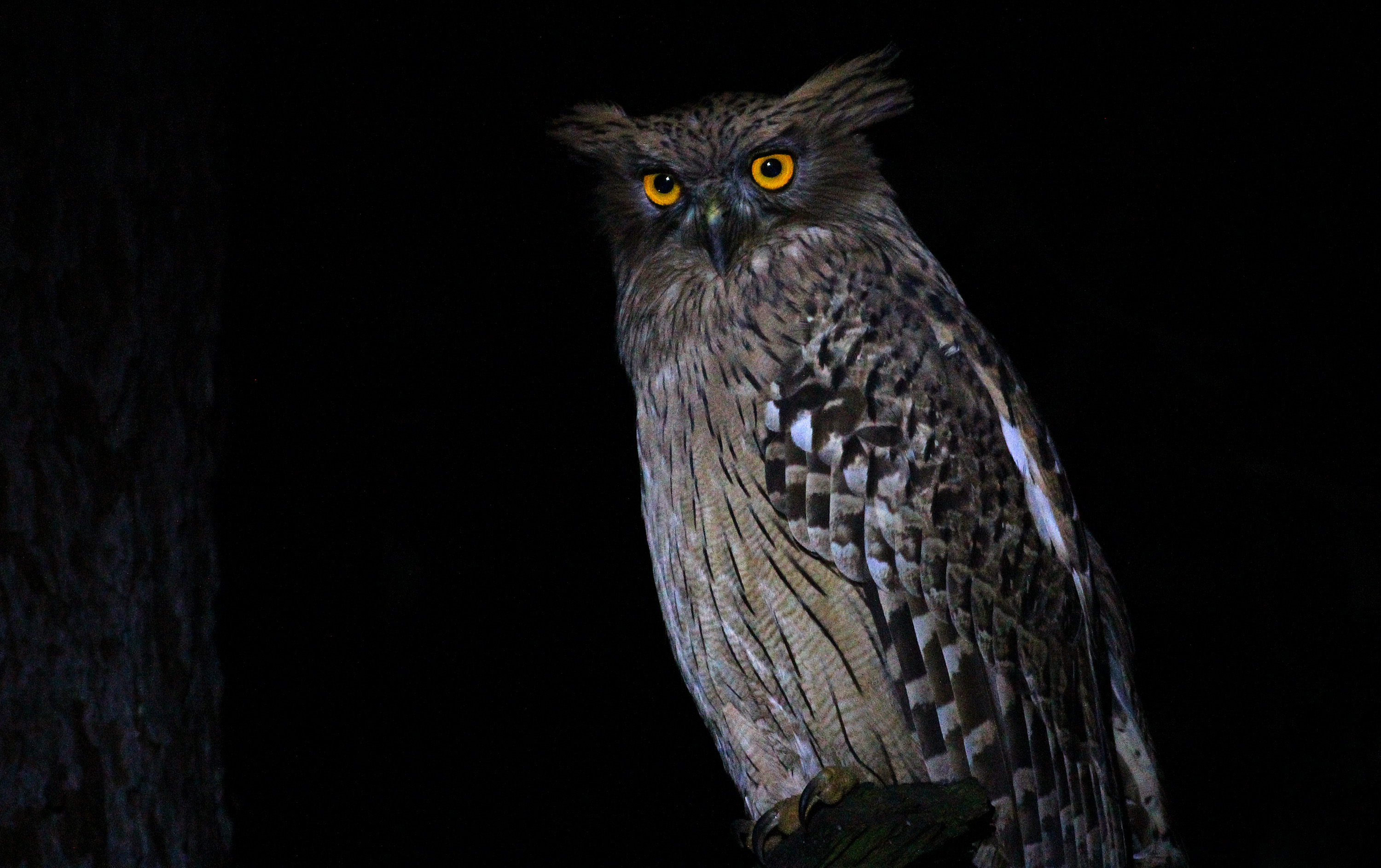 Brown Fish-Owl